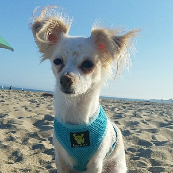 Meet the Posher Other - Meet your Posher, Monica